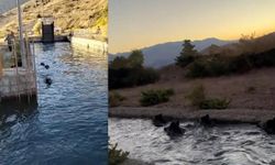 Sulama kanalında akıntıya kapılan domuz sürüsü ilginç görüntü oluşturdu