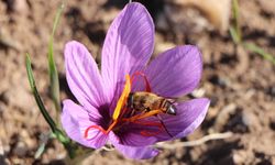 Dünyanın en pahalı baharatı safranın 1 gramı 500 TL