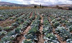 İklim değişikliği dev lahanaları vurdu, çiftçiler büyük hayal kırıklığına uğradı