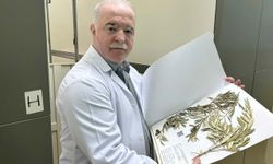 Zeytin ağacından gelen delil: Nuh'un Gemisi Cudi Dağı'nda