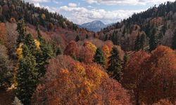 Adana’da sonbahar renkleriyle görsel şölen