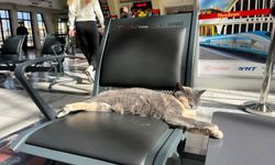 Soğuktan kaçan patili misafir, gar koltuğunda güneş keyfi yaptı