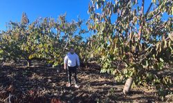 Zirai dondan etkilenen kiraz üreticisinden devlete destek teşekkürü