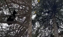 Eskişehir’de 4 gündür ağaçta mahsur kalan kedi için mahalleli seferber oldu!