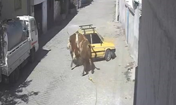 Ahırdan kaçan kızgın boğa, hırsını otomobilden çıkarttı