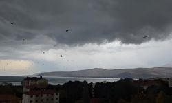 Tatvan’da binlerce karga gökyüzünü kapladı