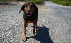 İstanbul Valiliği duyurdu: Sokak köpeklerini kontrolsüz beslemek yasaklandı