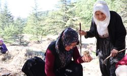 Kilosu etle yarışıyor: Japonların gözdesi sedir mantarı çıktı