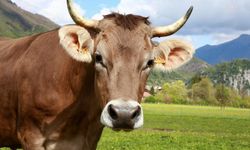 Şap hastalığında yeni varyant endişesi