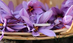 Denemek için ekti, 250 metrekarelik tarlasında dünyanın en pahalı baharatını yetiştirdi