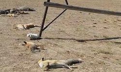 Düşen enerji hattı yaban hayvanlarını öldürdü