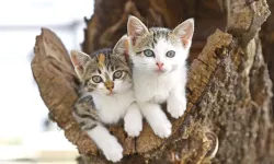 Rüyada kedi görmek ne anlama geliyor?