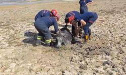 Çamura saplanan eşeği itfaiye ekipleri kurtardı