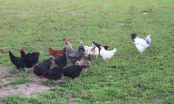 Eskişehir'de köpekler tavukları telef etti: Mahalleli artık nöbet tutuyor