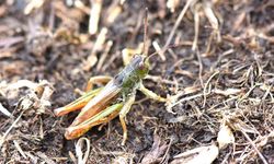 Bilim insanları yeni bir çekirge cinsi keşfetti