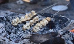 Sedir mantarının geleceği için uyarı: "Her mantar toplanmaz"