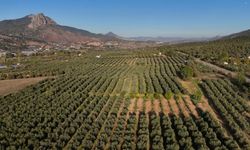 Eskişehir’in gizli zeytin cenneti: O ilçeden sofralarınıza geliyor!
