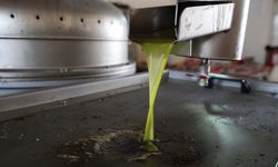 Adana'da zeytinin yağ yolculuğu başladı