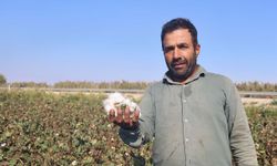 Beyaz altın pamukta kuraklık rekolteyi etkiledi