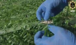 Binlerce uyuşturucu hapı yapay çimin içerisine sakladılar