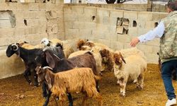 Başıboş köpek dehşeti: 5 koyun telef oldu