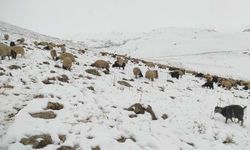Kar yağdı, koyun sürüsü yaylada kaldı