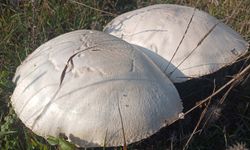 Doğada büyüyen dev mantarlar şaşkına çevirdi