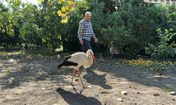 Kümeste tavuklarla birlikte yaşayan leylek, balıkla besleniyor