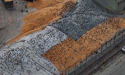 Güvercinler için adeta açık büfe