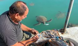 Balıkçıların dostu: Göç etmeyen caretta carettalar limanı mesken tuttu