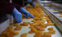 Zirai donun vurduğu coğrafi işaretli Malatya kayısısında hedef 300 milyon dolar gelir