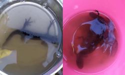 Su çektiği kuyudan semenderler çıktı