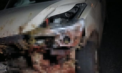 Kamyonet sürüye çarptı: 30 küçükbaş hayvan telef oldu