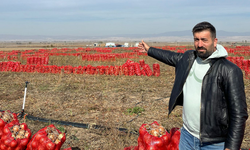Eskişehir Alpu’da çiftçi iflasın eşiğinde: 8 milyon TL’lik soğan tarlada kaldı