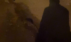 Eskişehir’de fare paniği: O mahallede vatandaşlar endişeli