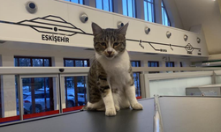 Eskişehir Tren İstasyonu’nun sevimli misafirleri