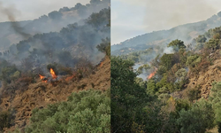 Aydın'da orman yangını