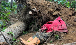 Kestiği ağacın altında kalan bir kişi hayatını kaybetti