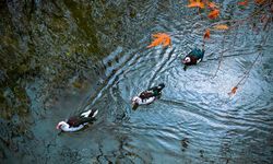 Savur, doğal güzelliğiyle ziyaretçileri mest ediyor