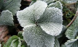 Eskişehir'de kırağı ve zirai don bekleniyor