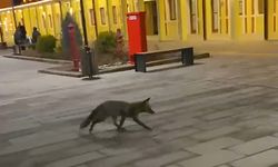 Eskişehir garında tren beklerken gördükleri tilki karşısından hayrete düştüler