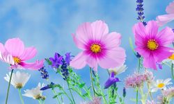 Rüyada çiçek görmek ne anlama geliyor?