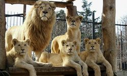 Rüyada hayvanat bahçesi görmek ne anlama geliyor?