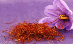 Eskişehir safran üretiminde birincilik yolunda