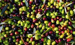 Eskişehir'de zeytin üretimi güçleniyor: Soğuk sıkım tesisi ve zeytin projeleri incelendi