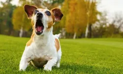 Rüyada köpek sesi duymak ne anlama geliyor?