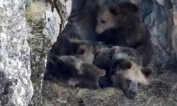 Kış uykusuna yatmaya hazırlanan ayı ailesi böyle görüntülendi
