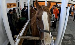Eskişehir’de 'Kısraklarda Suni Tohumlama Eğitimi' başarıyla tamamlandı