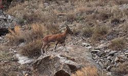 Dağ keçileri karayolu kenarına indi, görenler cep telefonlarına sarıldı