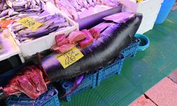 Eskişehir'de 280 kiloluk orkinos vatandaşları hayrete düşürüyor